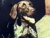 Кадр из фильма «Собака, которая умела петь»